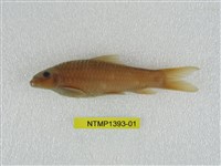 藏品(東方墨頭魚)的圖片